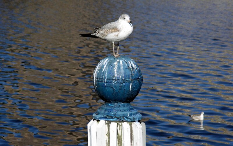 Seagull on Post — Blue