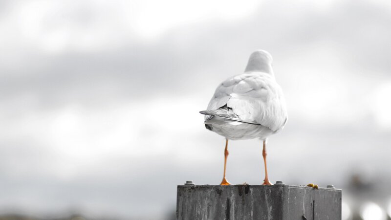 Seagull on Post — White