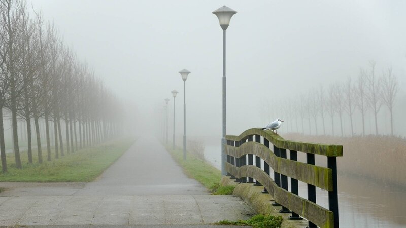 Seagull on Railing — Gray, Misty, Morning