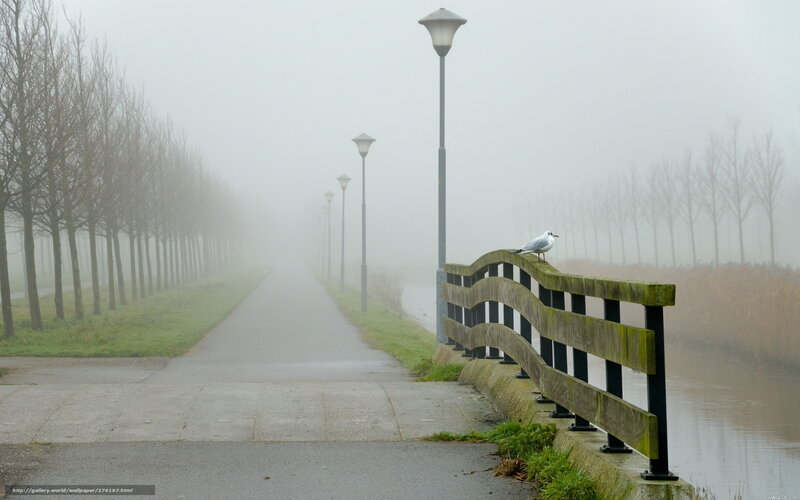 Seagull on Railing — Gray