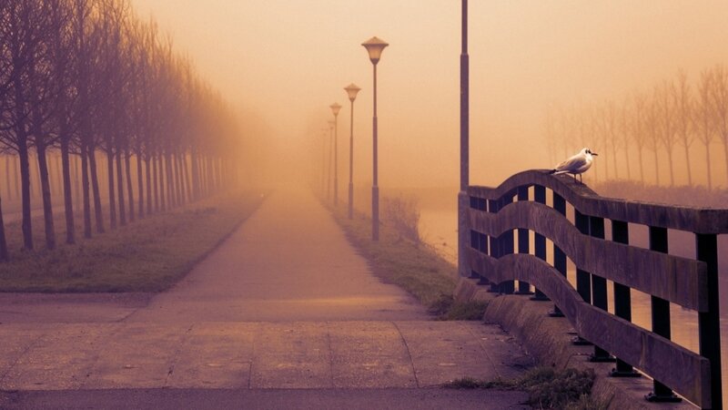 Seagull on Railing — Orange, Misty
