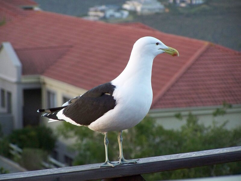 Seagull on Railing — White