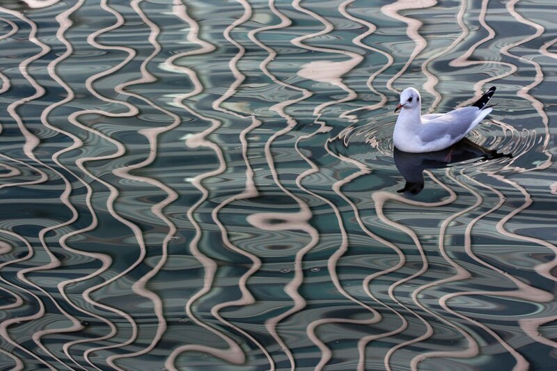 Seagull on rippling water