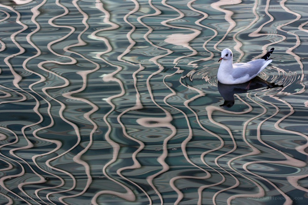 Seagull on rippling water