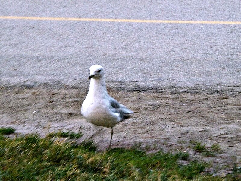 Seagull on Roadside