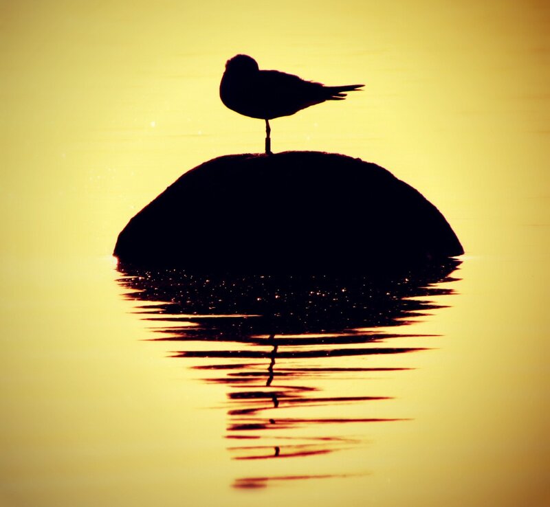 Seagull on rock at sunset