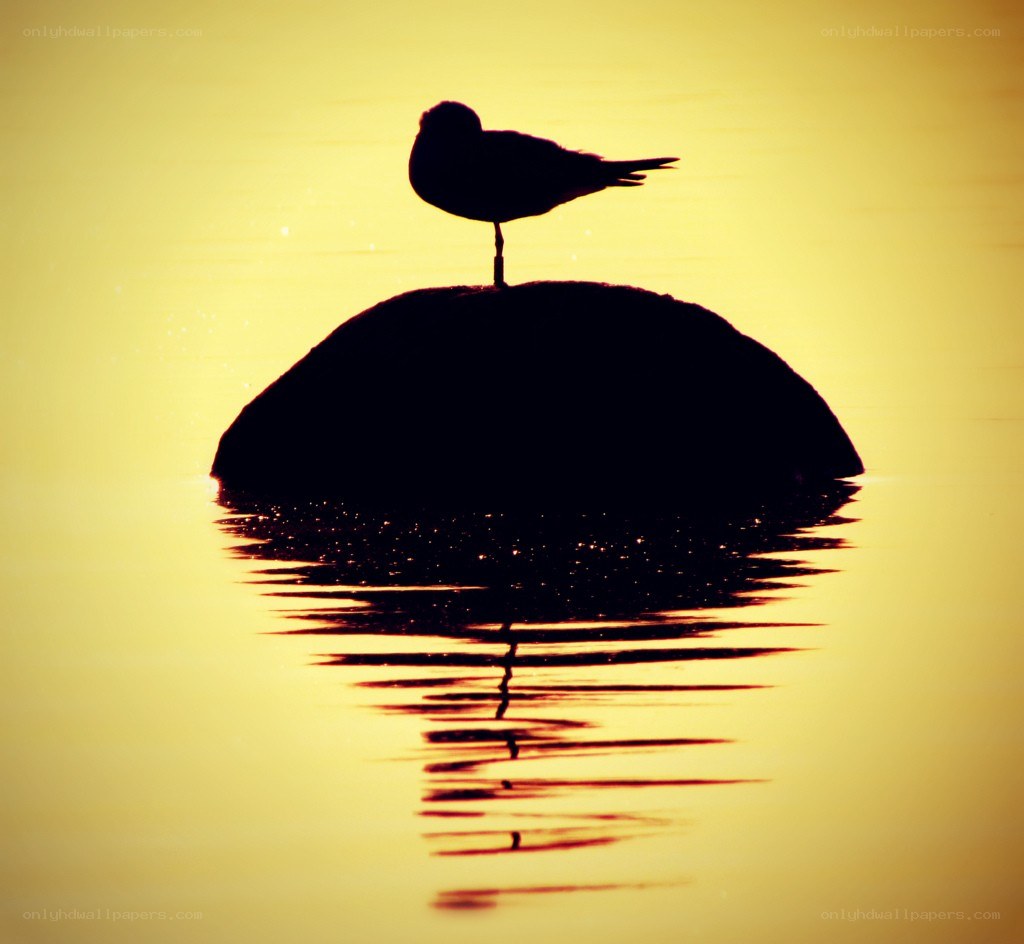 Seagull on rock at sunset