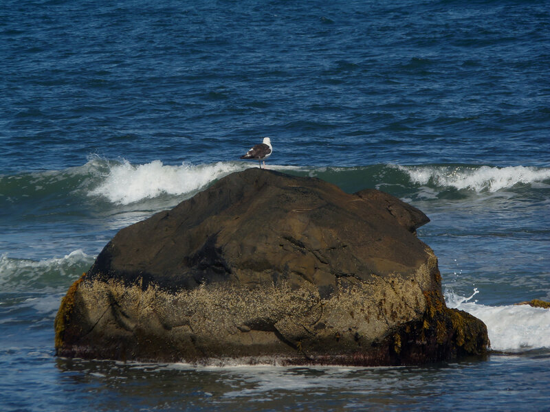 Seagull on Rock — Blue, Calm