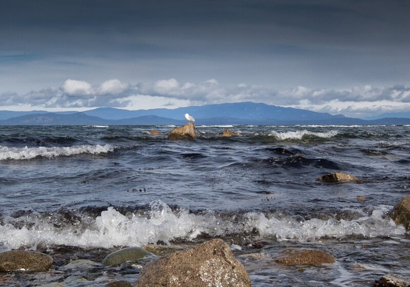 Seagull on Rock — Blue, Dramatic