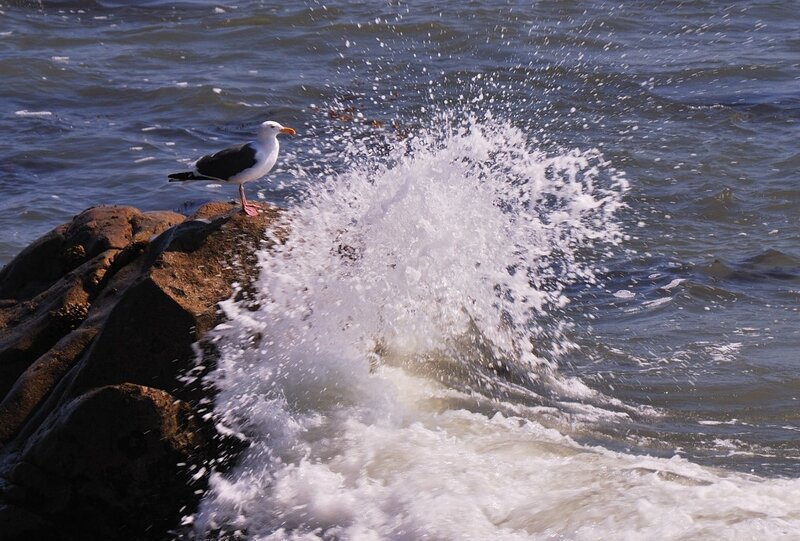 Seagull on Rock — Blue, Dynamic