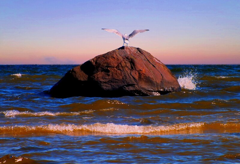 Seagull on Rock — Blue, Serene