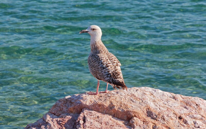 Seagull on Rock — Blue