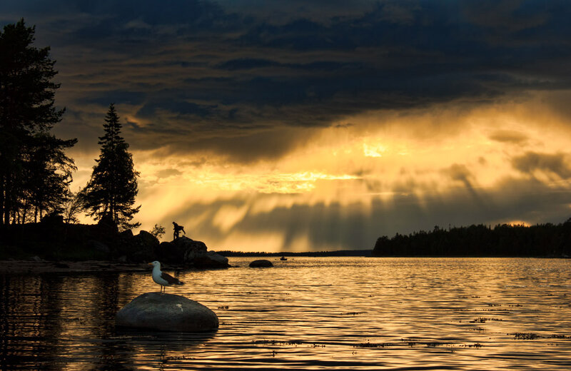 Seagull on Rock — Gold