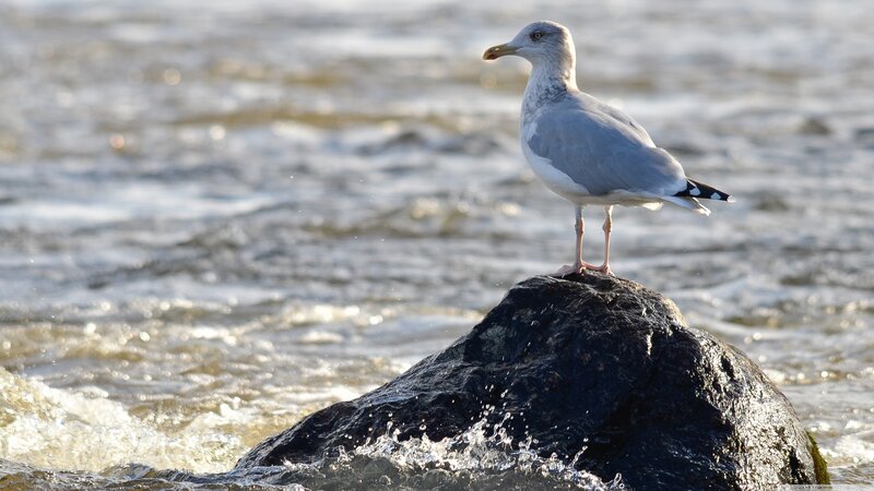 Seagull on Rock — Gray, Calm, Afternoon