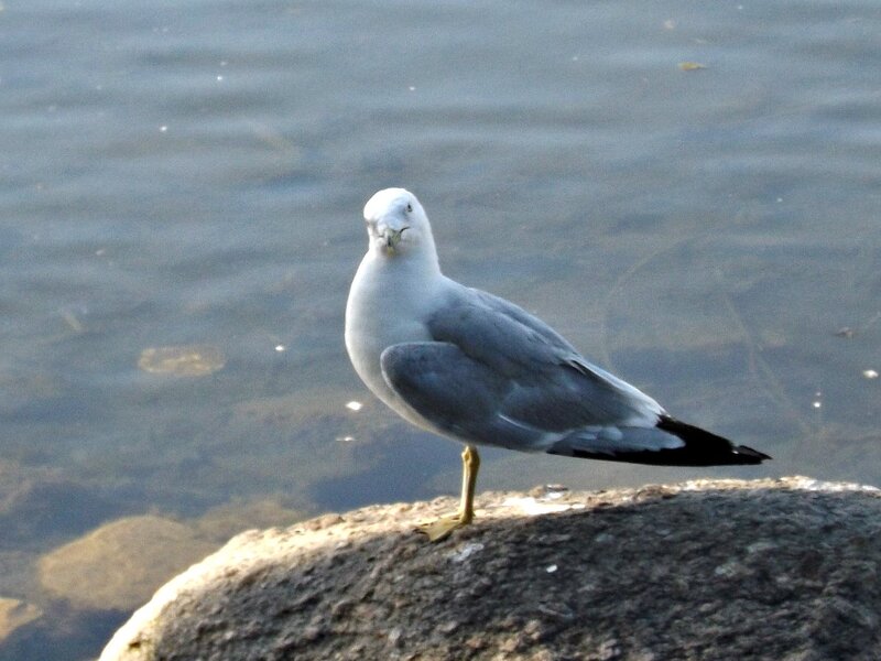 Seagull on Rock — Gray, Calm