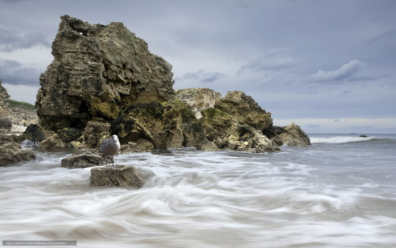 Seagull on Rock — Gray, Dramatic, Photograph