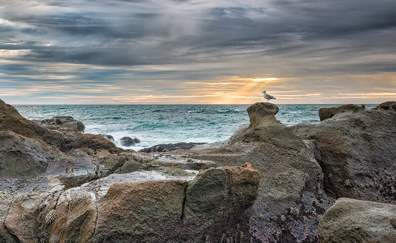 Seagull on Rock — Gray, Dramatic