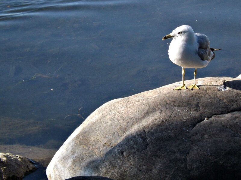 Seagull on Rock — Gray