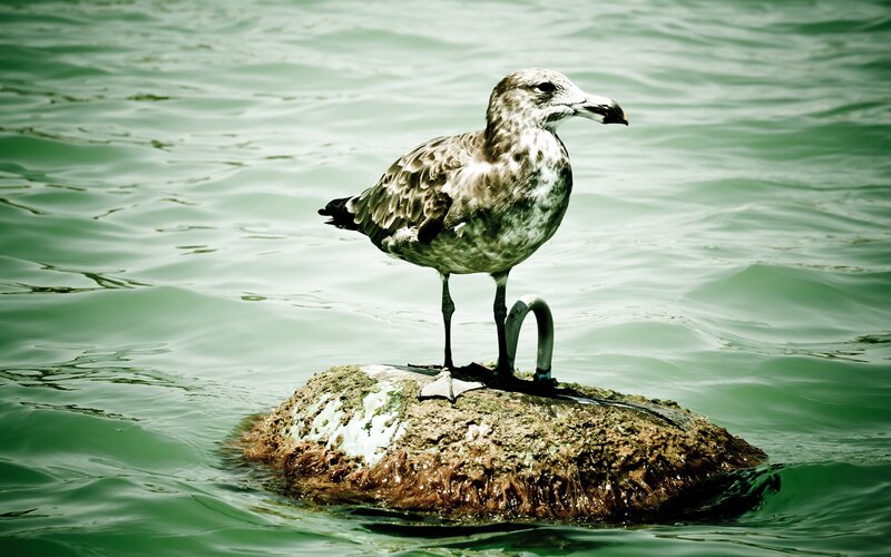 Seagull on Rock — Green, Calm, Photograph