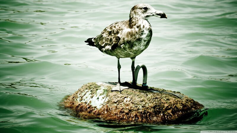 Seagull on Rock — Green, Calm
