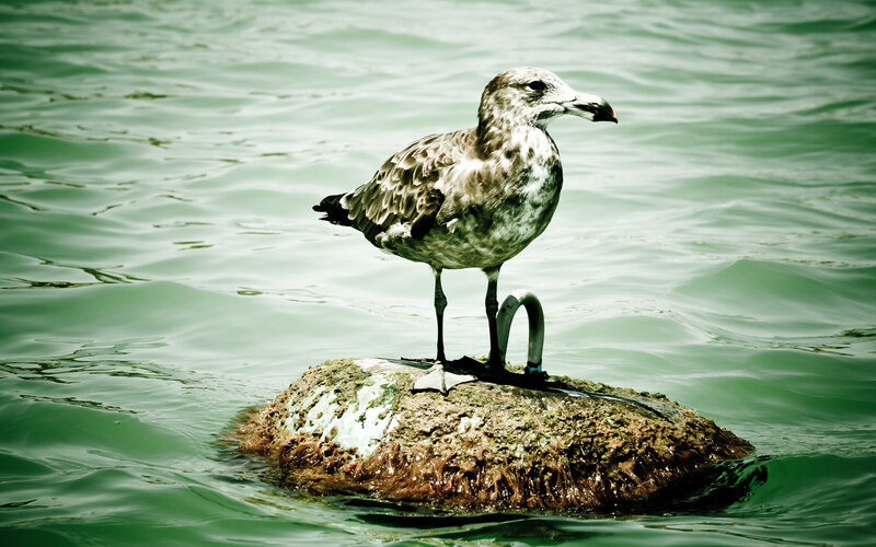 Seagull on Rock — Green