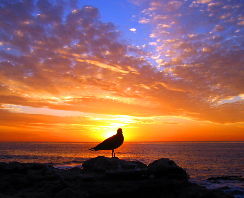 Seagull on Rock — Orange, Serene