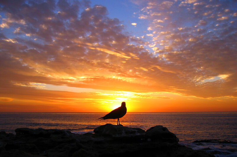 Seagull on Rock — Orange