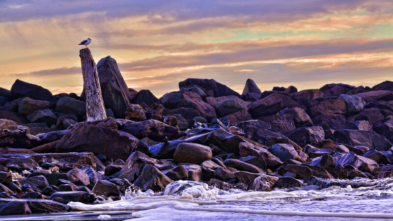 Seagull on Rock — Purple
