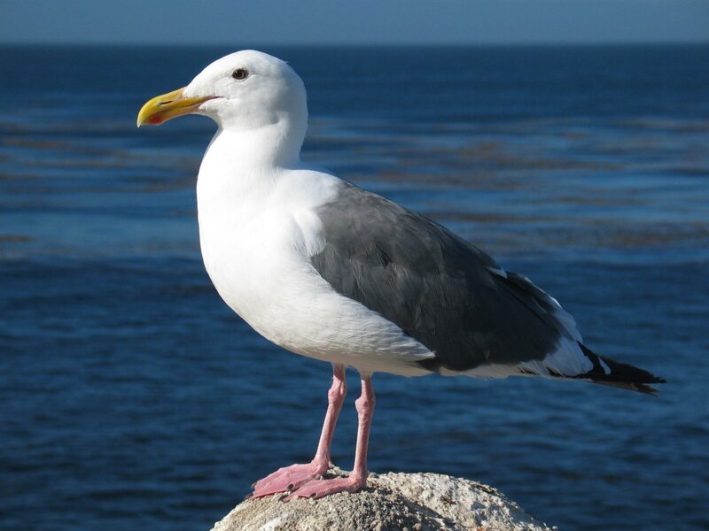 Seagull on Rock