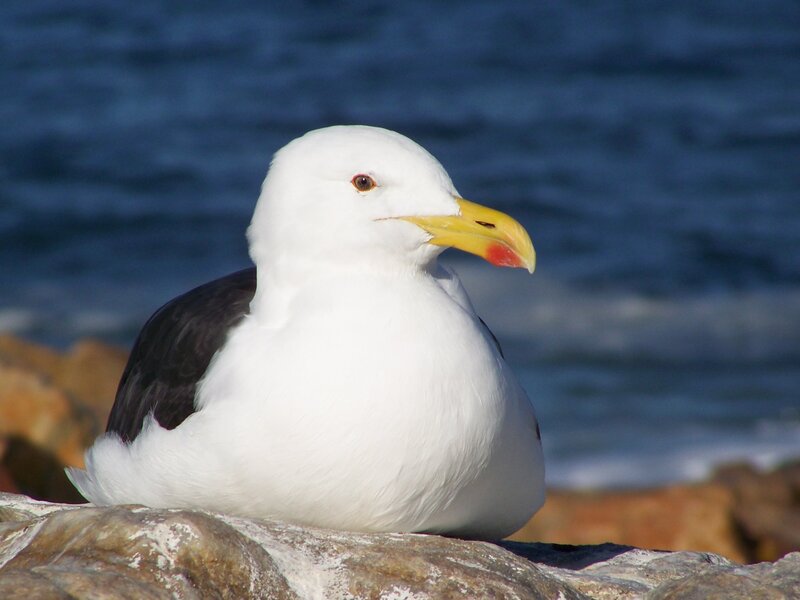 Seagull on Rock — White, Calm, Afternoon