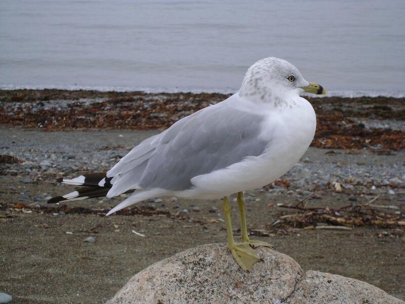 Seagull on Rock — White, Calm, Photograph, Beach