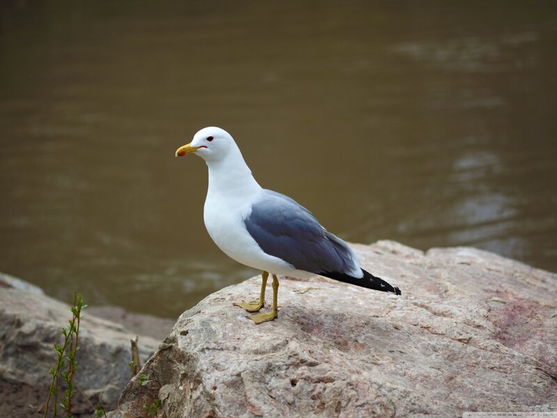 Seagull on Rock — White, Calm