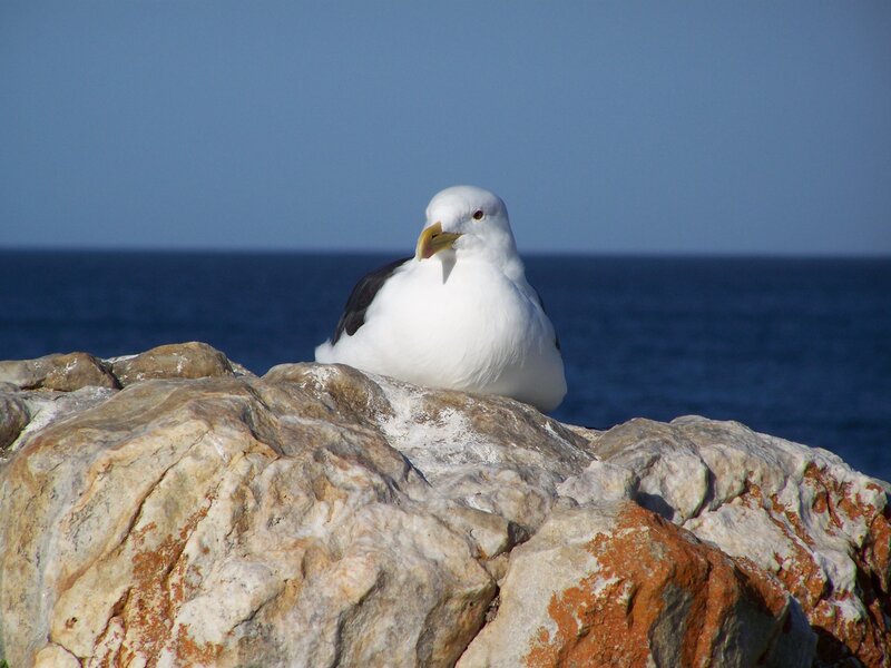 Seagull on Rock — White, Serene