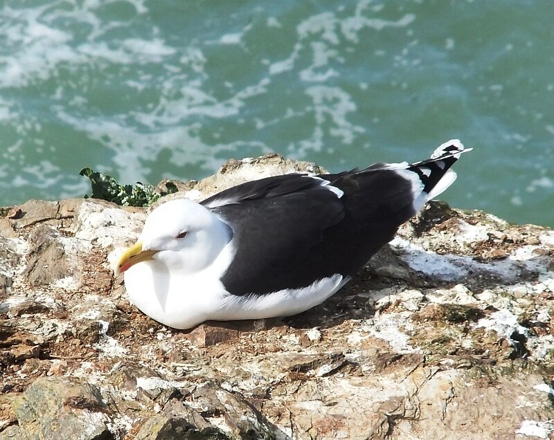Seagull on Rock — White