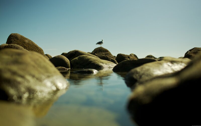 Seagull on Rocks — Blue, Serene
