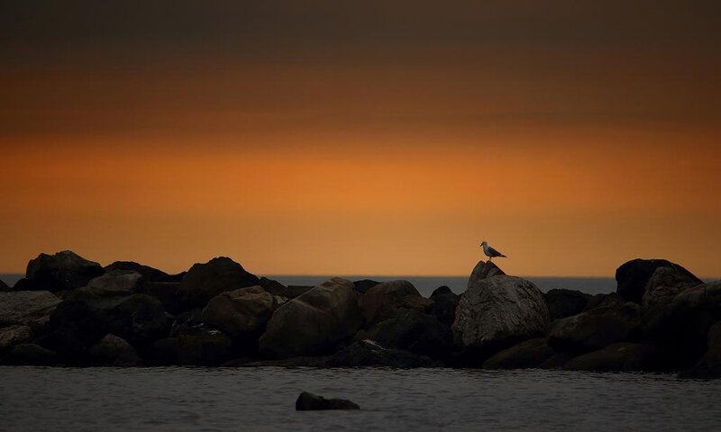 Seagull on Rocks — Orange