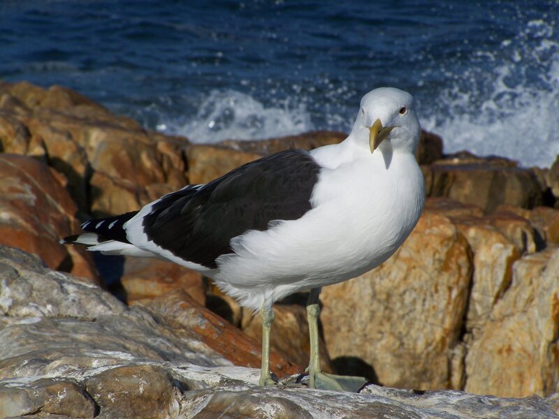 Seagull on Rocks — White, Calm, Afternoon