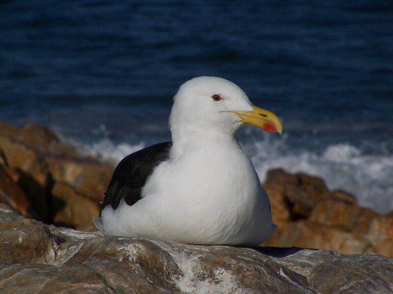 Seagull on Rocks — White, Calm