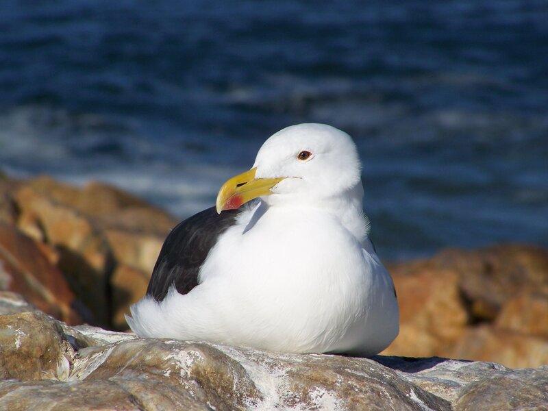 Seagull on Rocks — White