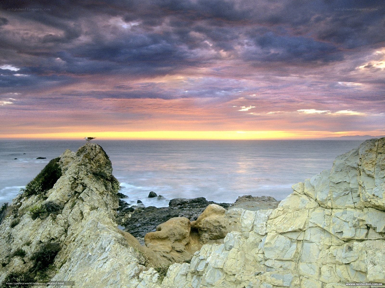 Seagull on rocky cliff at sunset