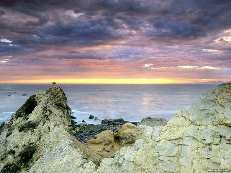Seagull on Rocky Cliff — Purple, Dramatic, Sunrise