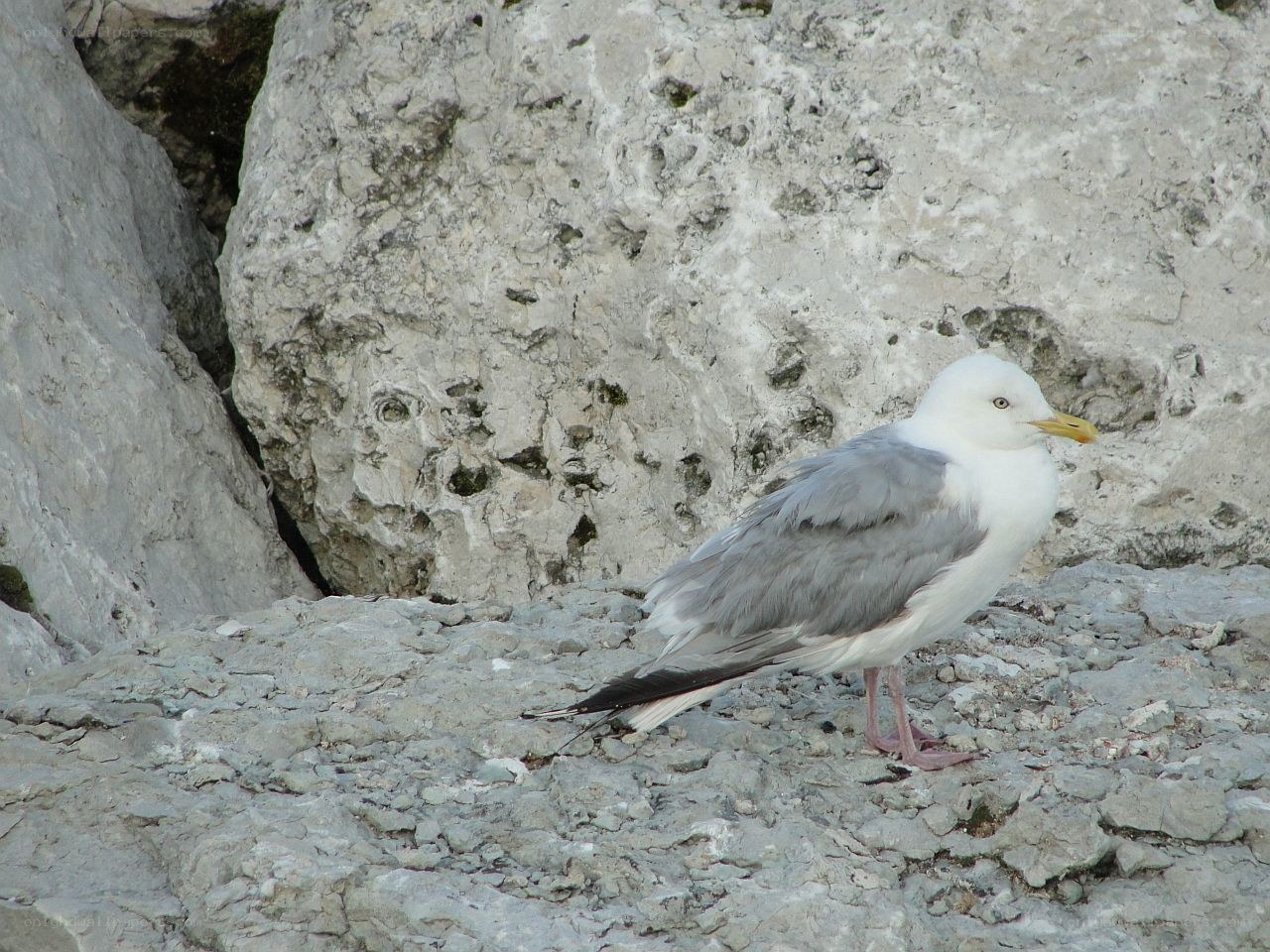 Seagull on rocky cliff