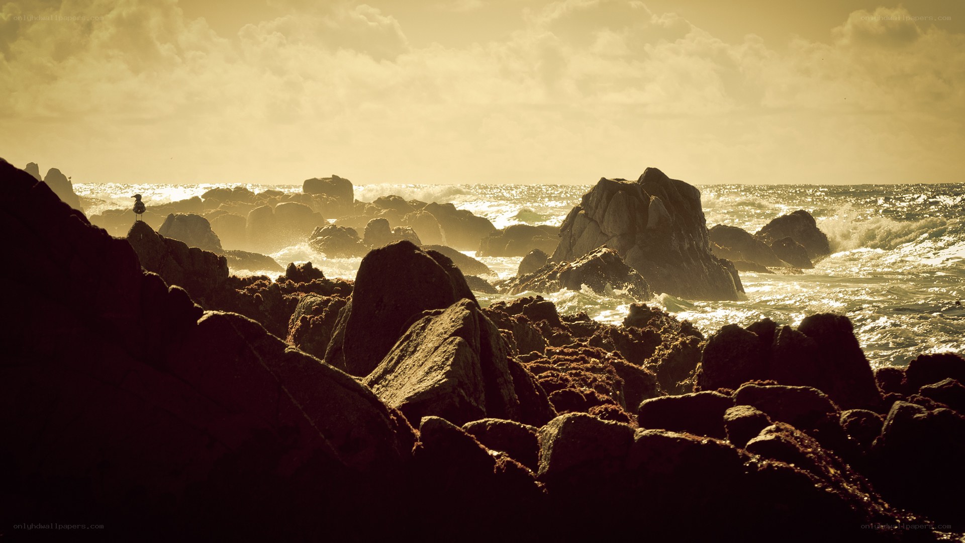 Seagull on rocky shore