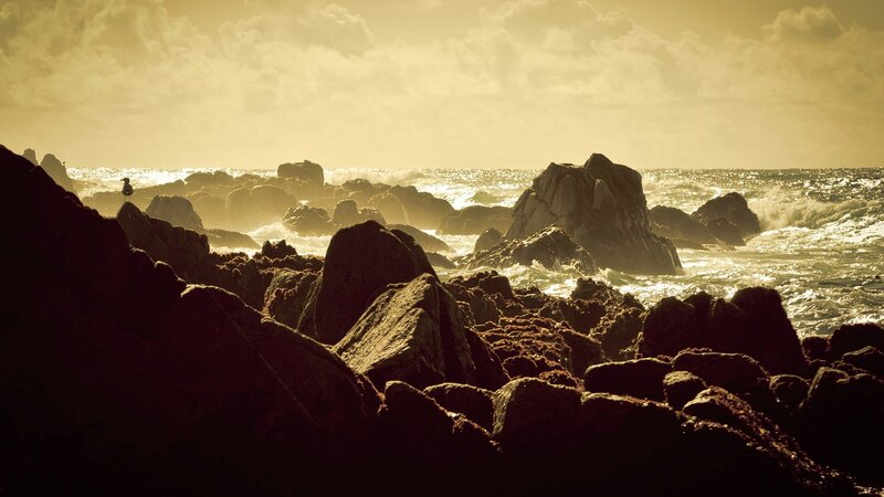 Seagull on Rocky Shore — Brown