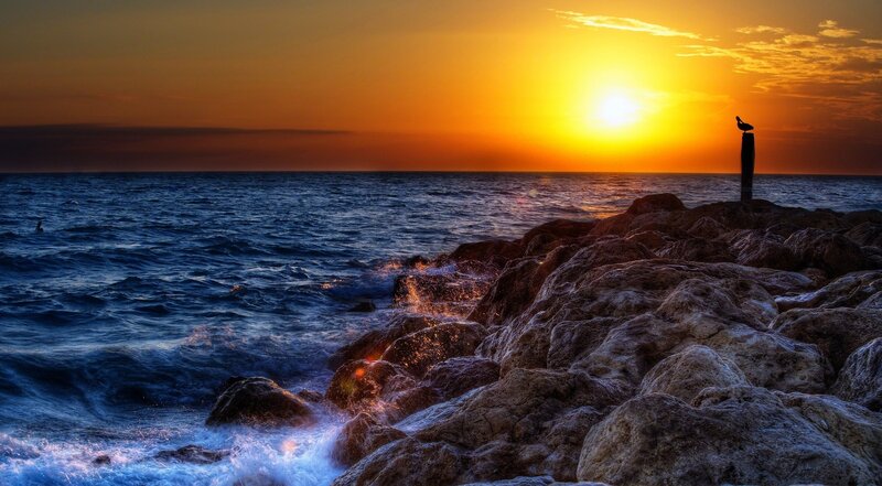 Seagull on Rocky Shore — Orange, Dramatic, Sunset, Photograph, Sun