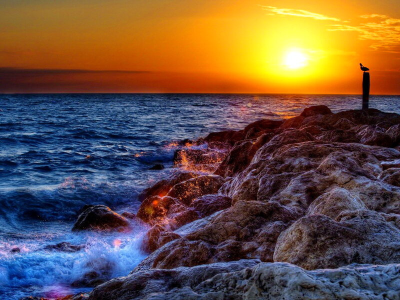 Seagull on Rocky Shore — Orange, Dramatic, Sunset, Photograph