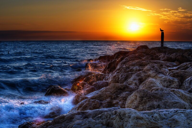 Seagull on Rocky Shore — Orange, Dramatic