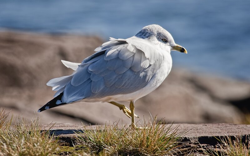 Seagull on Rocky Shore — White