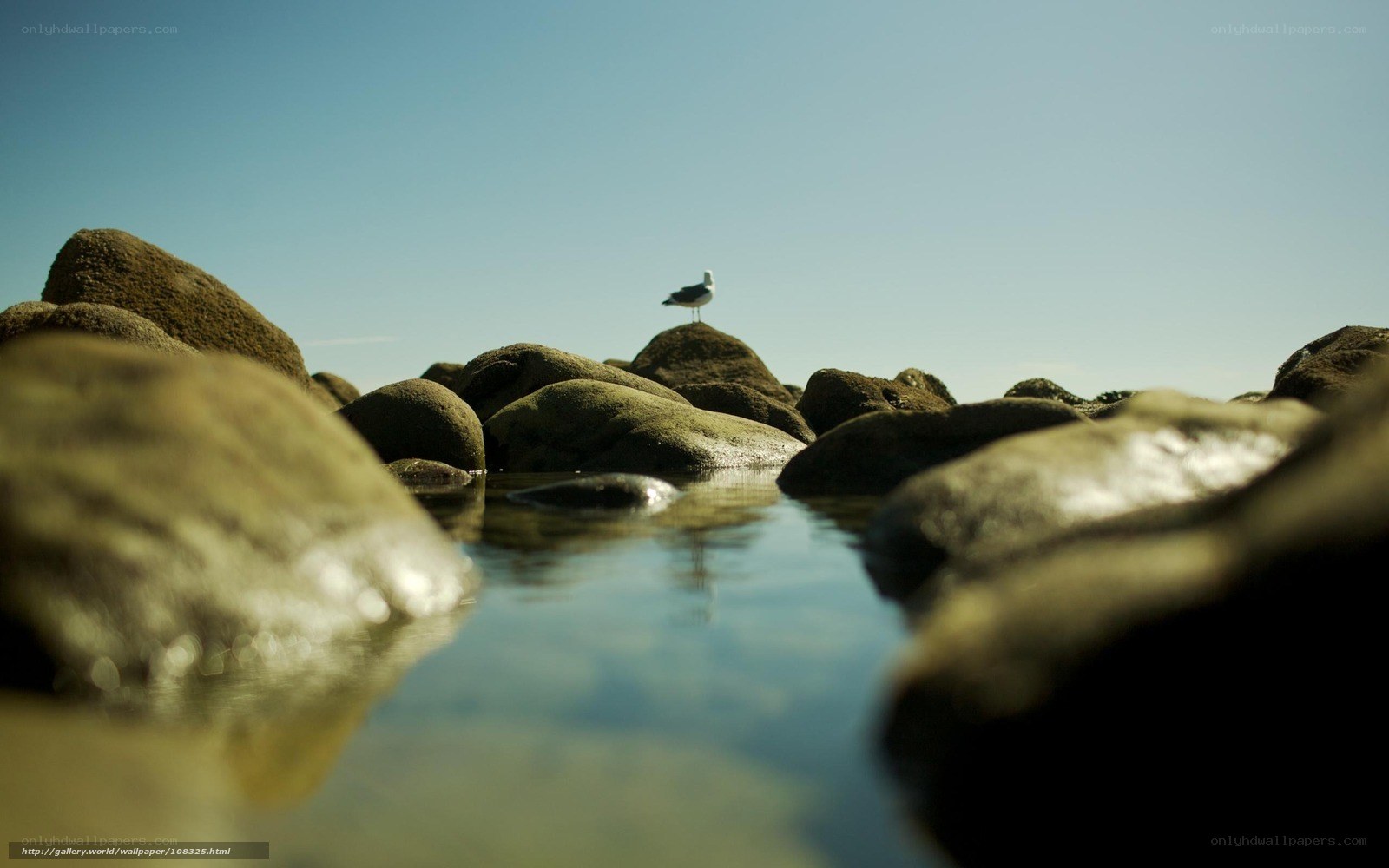 Seagull on rocky shore