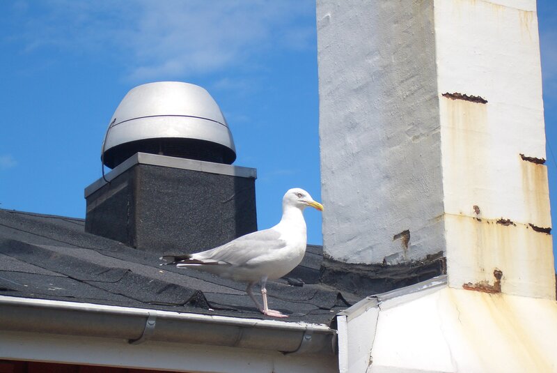 Seagull on Roof — Blue